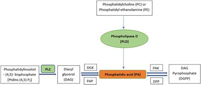Drought and heat stress mediated activation of lipid signaling in plants: a critical review